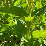 Scrophularia oblongifolia Blad