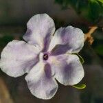 Brunfelsia uniflora Kukka