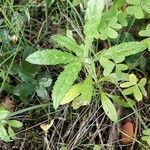 Tyrimnus leucographus Habit