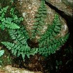 Asplenium obovatum Прочее