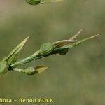 Vella spinosa Fruit