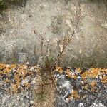 Symphyotrichum subulatum Hàbitat