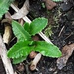 Eryngium foetidum Liść