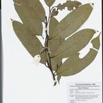 Lithocarpus reinwardtii Anders