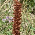 Orobanche elatior Blomma