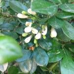 Murraya paniculata Fleur