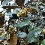 Quercus alnifolia Плод