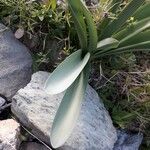 Pancratium illyricum Feuille
