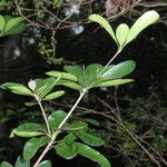 Pittosporum coccineum Leaf