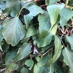 Hedera rhombea Leaf
