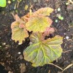 Begonia grandisLeaf