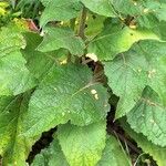 Verbascum nigrum Blatt