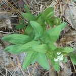 Comandra umbellata Leaf