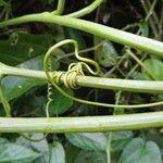 Passiflora edulis Kôra