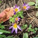 Crocus sieberi Habitus