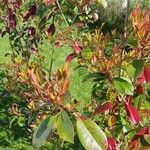 Photinia serrulataLeaf