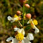 Sagittaria lancifolia Flor