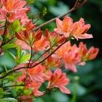 Rhododendron molle Habitus