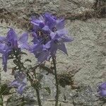 Campanula pyramidalis花