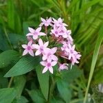 Pentas lanceolataŽiedas