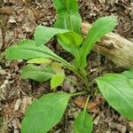 Cynoglossum virginianum Hostoa