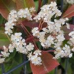 Photinia × fraseri Цветок