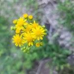 Packera glabellaFlower