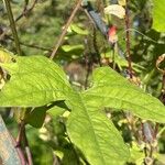 Ipomoea lobata Hoja