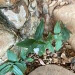 Gibasis geniculata Cvet