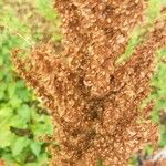 Chenopodium quinoa Õis