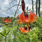 Lilium michiganense Blomst