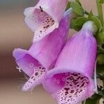 Digitalis thapsi Flower