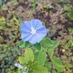 Evolvulus alsinoides Flower