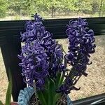 Hyacinthus orientalisFlor