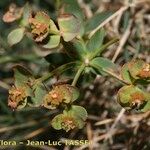 Euphorbia nevadensis Flor