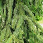 Picea sitchensis Hoja