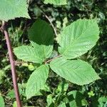 Rubus montanus Blad