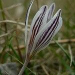 Crocus reticulatus 花