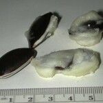Chrysophyllum venezuelanense Otro