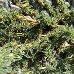 Amaranthus blitoides Folla