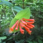 Lonicera ciliosa Flower