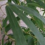 Bambusa vulgaris Лист