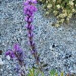 Lupinus sparsiflorus Flower