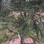 Pinus ponderosa 葉