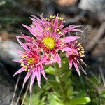 Sempervivum montanum Cvet