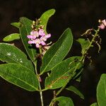 Lonchocarpus lanceolatus 花
