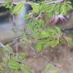 Calliandra eriophylla Lapas