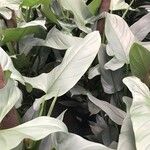 Philodendron hastatum Hoja