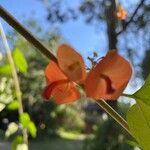 Holmskioldia sanguinea Λουλούδι