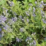 Veronica austriaca Blomst